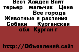 Вест Хайден Вайт терьер - мальчик › Цена ­ 35 000 - Все города Животные и растения » Собаки   . Курганская обл.,Курган г.